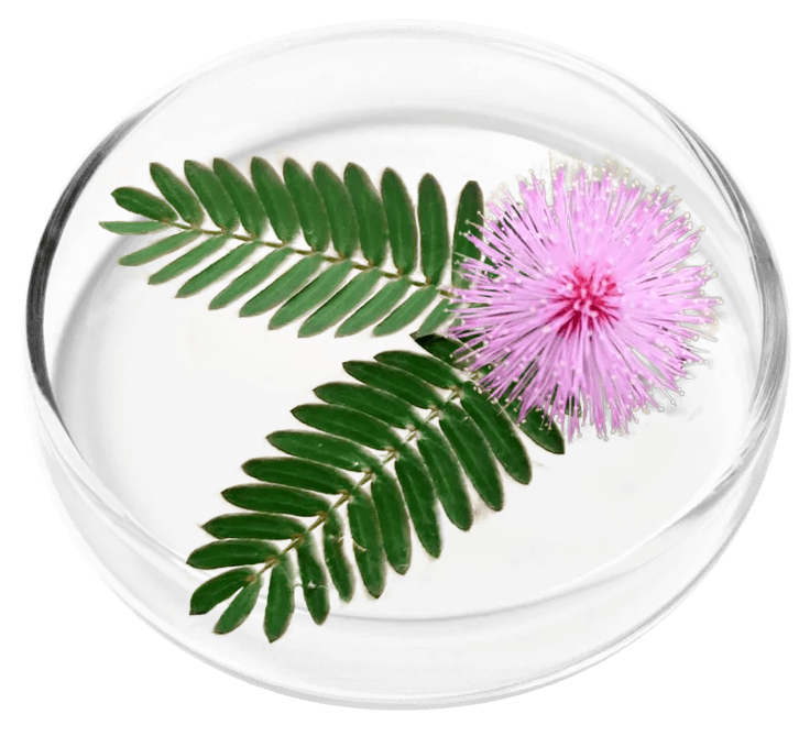 FemiPro is made of Mimosa Pudica